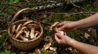 Le 10 Sagre Dei Funghi Da Non Perdere Tra Settembre E Ottobre